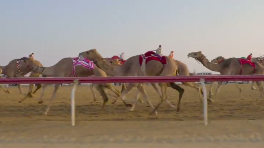 Camel Race