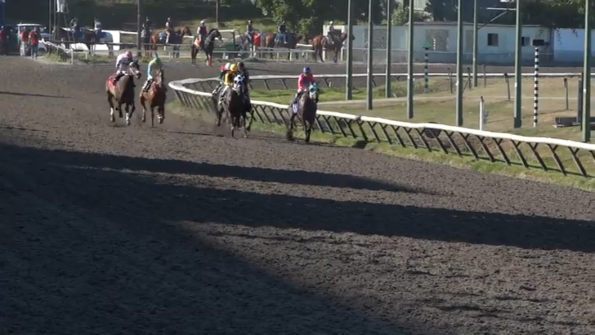 Horse Flat Race